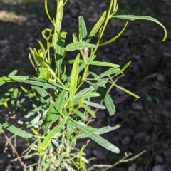 Dodonaea viscosa subsp. angustifolia (Giant Hop-bush) at Springdale Heights, NSW - 14 Jul 2022 by Darcy