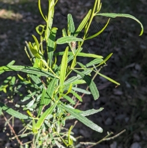 Dodonaea viscosa subsp. angustifolia at Springdale Heights, NSW - 14 Jul 2022