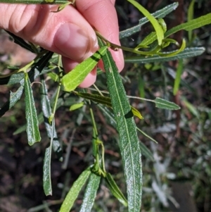 Dodonaea viscosa subsp. angustifolia at Springdale Heights, NSW - 14 Jul 2022