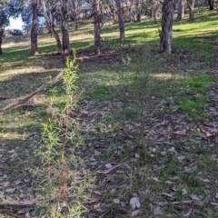 Dodonaea viscosa subsp. angustifolia at Springdale Heights, NSW - 14 Jul 2022