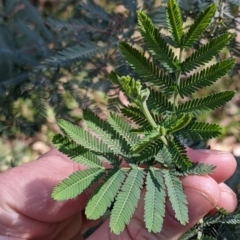 Acacia sp. (A Wattle) at Albury - 14 Jul 2022 by Darcy