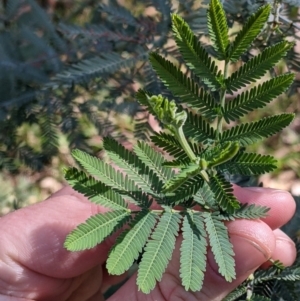 Acacia sp. at Red Light Hill Reserve - 14 Jul 2022 11:49 AM