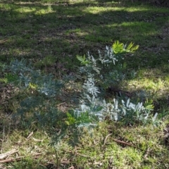 Acacia sp. at Red Light Hill Reserve - 14 Jul 2022 11:49 AM