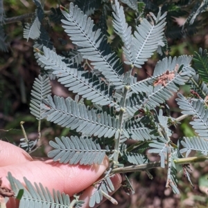 Acacia sp. at Red Light Hill Reserve - 14 Jul 2022 11:49 AM