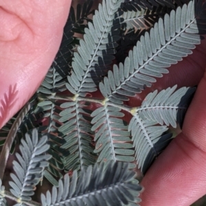 Acacia sp. at Red Light Hill Reserve - 14 Jul 2022 11:49 AM