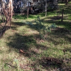 Acacia sp. at Red Light Hill Reserve - 14 Jul 2022 11:49 AM