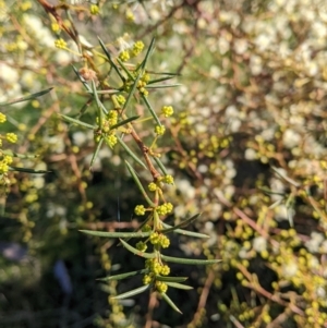 Acacia genistifolia at Springdale Heights, NSW - 14 Jul 2022 11:55 AM