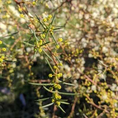 Acacia genistifolia (Early Wattle) at Albury - 14 Jul 2022 by Darcy