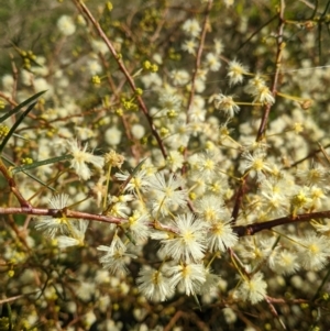 Acacia genistifolia at Springdale Heights, NSW - 14 Jul 2022