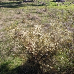 Acacia genistifolia at Springdale Heights, NSW - 14 Jul 2022