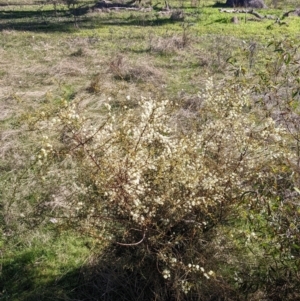 Acacia genistifolia at Springdale Heights, NSW - 14 Jul 2022