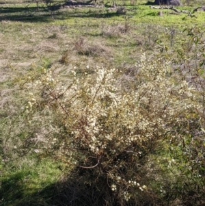 Acacia genistifolia at Springdale Heights, NSW - 14 Jul 2022 11:55 AM