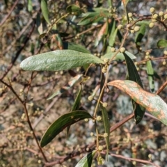 Acacia verniciflua (Varnish Wattle) at Albury - 14 Jul 2022 by Darcy