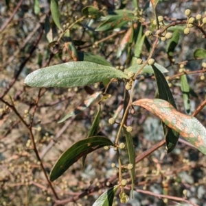 Acacia verniciflua at Springdale Heights, NSW - 14 Jul 2022 11:55 AM