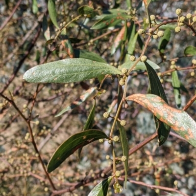 Acacia verniciflua (Varnish Wattle) at Red Light Hill Reserve - 14 Jul 2022 by Darcy