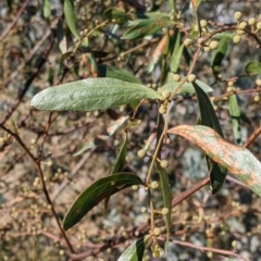 Acacia verniciflua (Varnish Wattle) at Springdale Heights, NSW - 14 Jul 2022 by Darcy