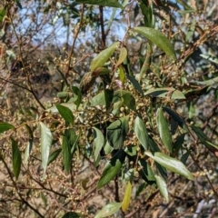 Acacia verniciflua at Springdale Heights, NSW - 14 Jul 2022