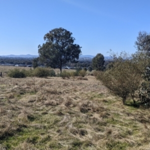 Acacia verniciflua at Springdale Heights, NSW - 14 Jul 2022 11:55 AM