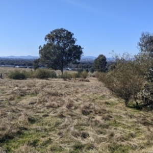 Acacia verniciflua at Springdale Heights, NSW - 14 Jul 2022