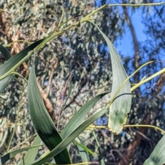 Acacia implexa at Springdale Heights, NSW - 14 Jul 2022 12:03 PM