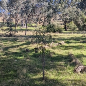 Acacia implexa at Springdale Heights, NSW - 14 Jul 2022