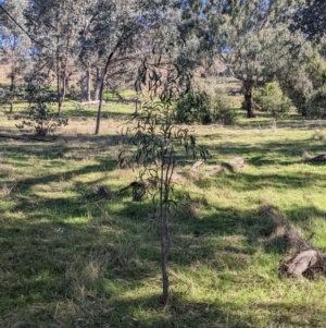 Acacia implexa at Springdale Heights, NSW - 14 Jul 2022 12:03 PM