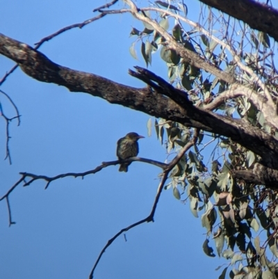 Oriolus sagittatus (Olive-backed Oriole) at Albury - 14 Jul 2022 by Darcy
