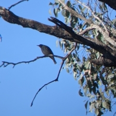 Oriolus sagittatus at Springdale Heights, NSW - 14 Jul 2022