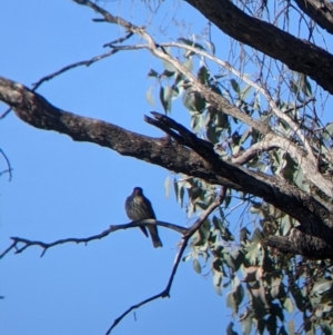 Oriolus sagittatus at Springdale Heights, NSW - 14 Jul 2022