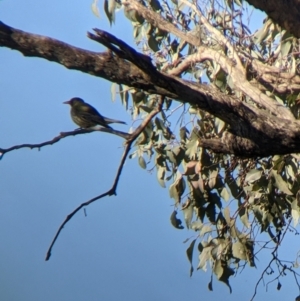 Oriolus sagittatus at Springdale Heights, NSW - 14 Jul 2022 12:08 PM