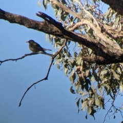 Oriolus sagittatus at Springdale Heights, NSW - 14 Jul 2022