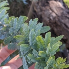 Acacia baileyana (Cootamundra Wattle, Golden Mimosa) at Springdale Heights, NSW - 14 Jul 2022 by Darcy