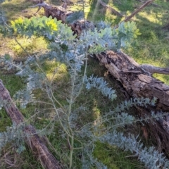 Acacia baileyana at Springdale Heights, NSW - 14 Jul 2022