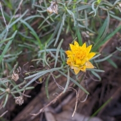 Xerochrysum viscosum (Sticky Everlasting) at Albury - 14 Jul 2022 by Darcy