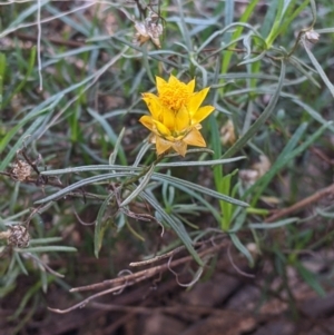 Xerochrysum viscosum at Springdale Heights, NSW - 14 Jul 2022 12:14 PM