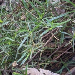 Xerochrysum viscosum at Springdale Heights, NSW - 14 Jul 2022 12:14 PM