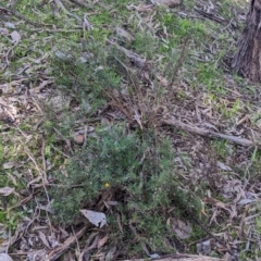 Xerochrysum viscosum at Springdale Heights, NSW - 14 Jul 2022 12:14 PM