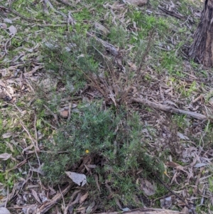 Xerochrysum viscosum at Springdale Heights, NSW - 14 Jul 2022 12:14 PM