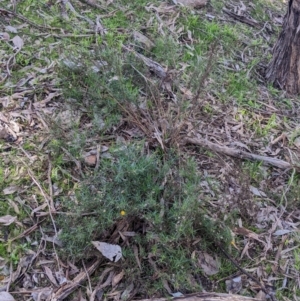 Xerochrysum viscosum at Springdale Heights, NSW - 14 Jul 2022