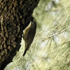 Cormobates leucophaea (White-throated Treecreeper) at Tarraganda, NSW - 14 Jul 2022 by GlossyGal