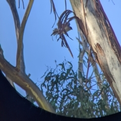 Ptilotula fusca (Fuscous Honeyeater) at Red Light Hill Reserve - 14 Jul 2022 by Darcy