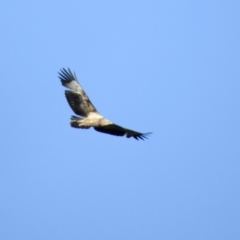 Haliaeetus leucogaster (White-bellied Sea-Eagle) at Eurobodalla National Park - 14 Jul 2022 by GlossyGal