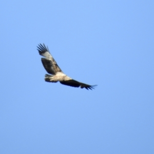 Haliaeetus leucogaster at Narooma, NSW - 14 Jul 2022