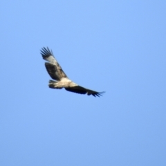 Haliaeetus leucogaster (White-bellied Sea-Eagle) at Narooma, NSW - 14 Jul 2022 by GlossyGal