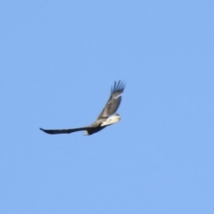 Haliaeetus leucogaster at Narooma, NSW - 14 Jul 2022