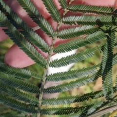 Acacia mearnsii (Black Wattle) at Albury - 14 Jul 2022 by Darcy