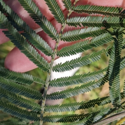 Acacia mearnsii (Black Wattle) at Springdale Heights, NSW - 14 Jul 2022 by Darcy