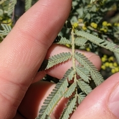 Acacia mearnsii (Black Wattle) at Albury - 14 Jul 2022 by Darcy