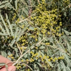 Acacia mearnsii at Springdale Heights, NSW - 14 Jul 2022