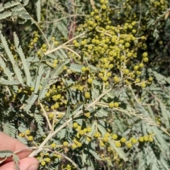 Acacia mearnsii at Springdale Heights, NSW - 14 Jul 2022 12:30 PM